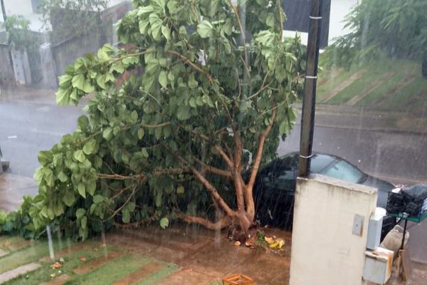 Imagem referente a notícia: Temporal derruba árvore de grande porte e causa transtornos no Jardim Riviera