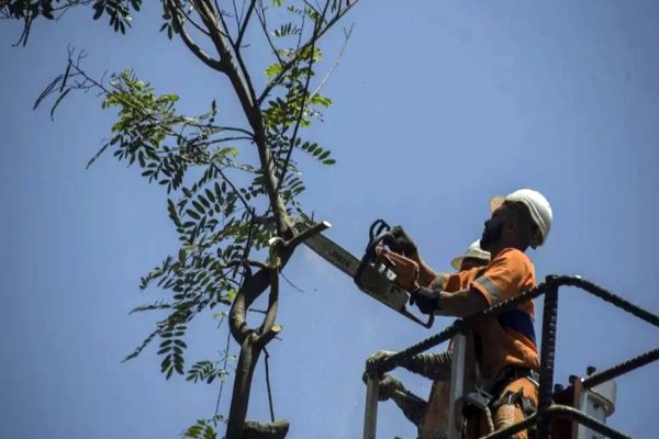 Imagem referente a notícia: MPPR obtém decisão judicial liminar proibindo corte de árvores em Cascavel, sem análise técnica