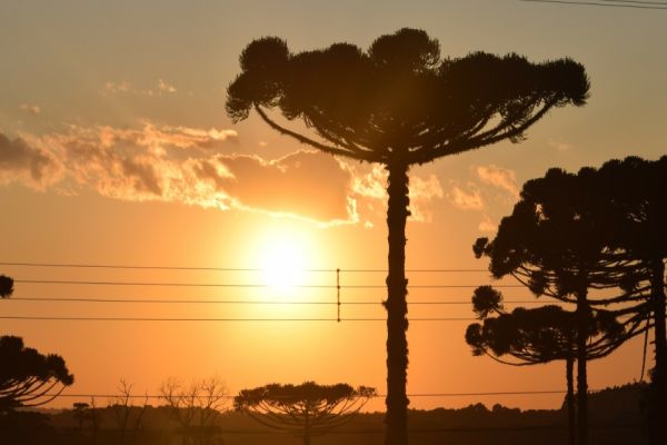Copel alerta para riscos de acidentes com a rede elétrica na colheita do pinhão