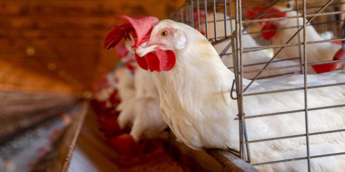 Sem casos detectados em granjas comerciais, Paraná reforça vigilância contra a gripe aviária