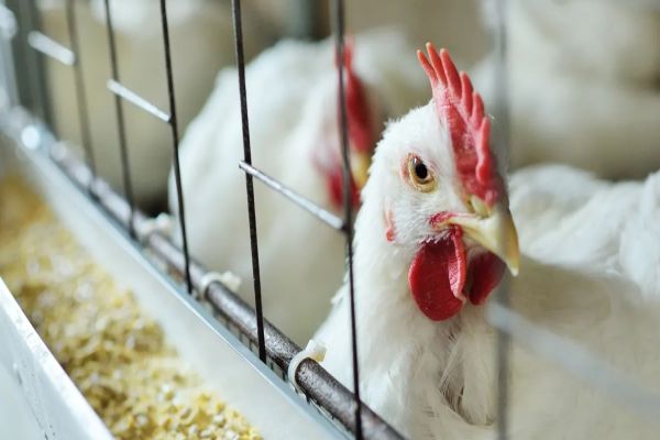 Imagem referente a notícia: Brasil registra primeiro caso de gripe aviária em criação comercial de aves; Mapa confirma