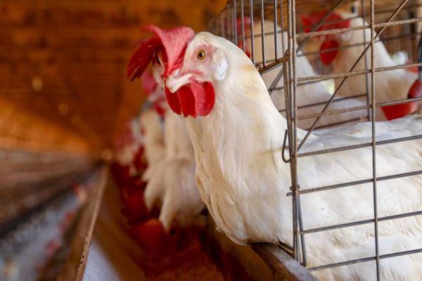 Sem casos detectados em granjas comerciais, Paraná reforça vigilância contra a gripe aviária