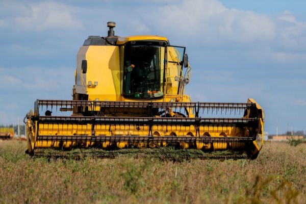 Imagem referente a notícia: Colheita de feijão preto marca início da produção do primeiro produto da agricultura urbana de Cascavel
