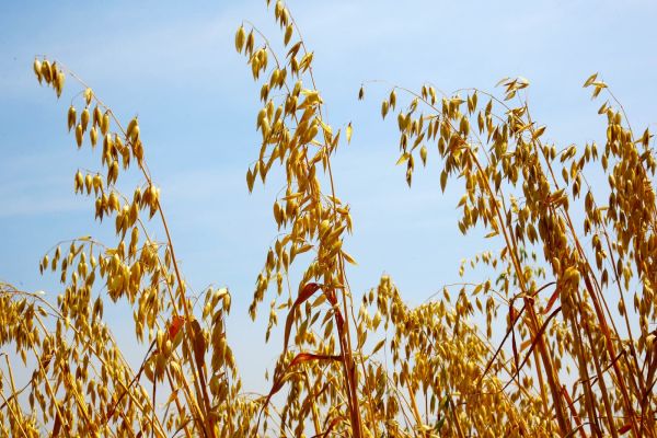 Imagem referente a notícia: Governo do Estado recebe propostas para seguro rural em culturas de inverno