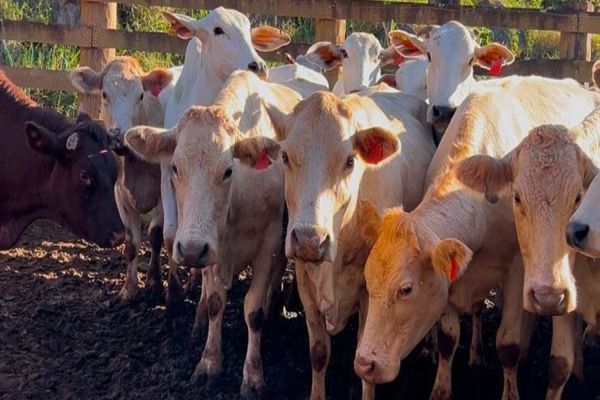 Imagem referente a notícia: Melhoramento genético da raça Purunã deve ampliar oferta e elevar qualidade da carne
