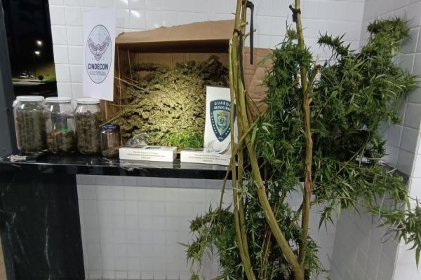 Imagem referente a notícia: Pé de maconha no quintal e porções de drogas espalhadas: Guarda Municipal desmantela ponto no Bairro Santos Dumont