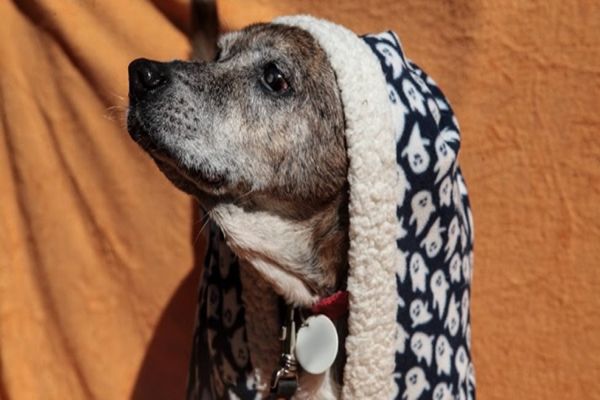 Imagem referente a notícia: Frio: Campanha “Aqueça um Focinho” corre contra o tempo para salvar cães de rua em Corbélia