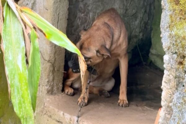 Imagem referente a notícia: Polícia Civil resgata cães em situação de maus-tratos em canil clandestino no Paraná
