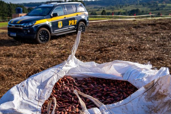 Imagem referente a notícia: PRF participa da 3ª Jornada da Natureza com semeadura aérea de espécies nativas no Paraná