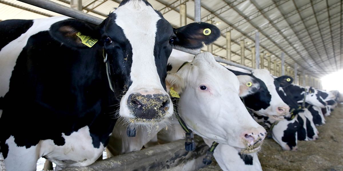 Em um mês, 43,4% dos rebanhos foram atualizados no Paraná: prazo é 30 de junho
