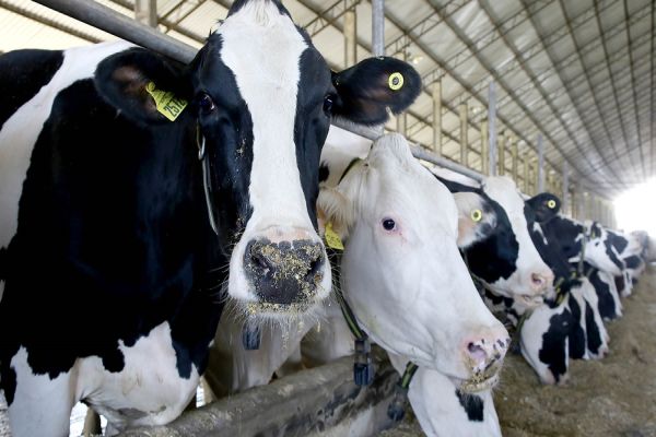 Em um mês, 43,4% dos rebanhos foram atualizados no Paraná: prazo é 30 de junho