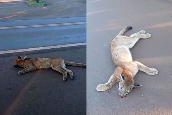 Onça-Parda morre atropelada na PR-239 no oeste do Paraná