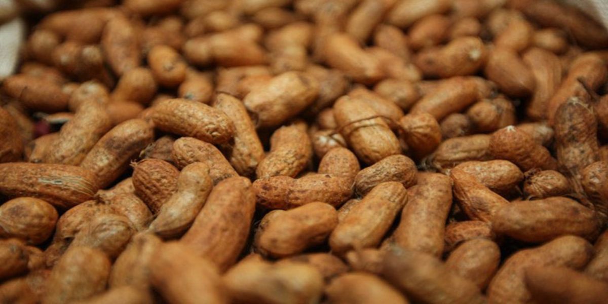 Protagonista das festas juninas, amendoim é cultivado em 200 municípios do Paraná