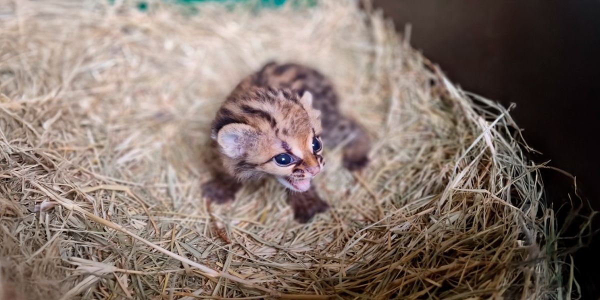 Itaipu celebra nascimento de filhote de gato-maracajá