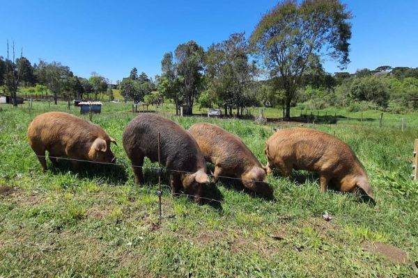 Imagem referente a notícia: Adapar publica portaria com normas de biosseguridade para criações de suínos ao ar livre