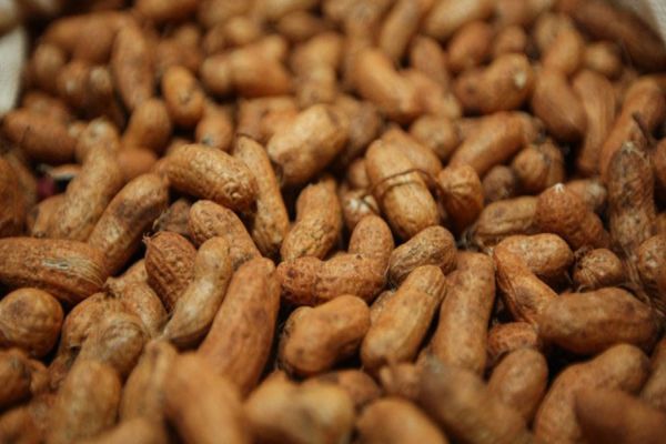 Imagem referente a notícia: Protagonista das festas juninas, amendoim é cultivado em 200 municípios do Paraná