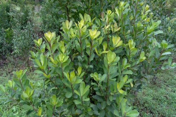 Unioeste lidera inovação no controle biológico da ampola-da-erva-mate no Sul do Brasil