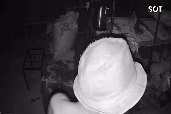 Imagem referente a notícia: Zoofilia em Cascavel: Câmeras flagram crime e idoso é preso no bairro Esmeralda