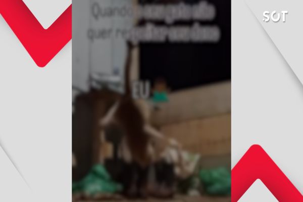 Homem foi indiciado por maus-tratos a gato em Quedas do Iguaçu