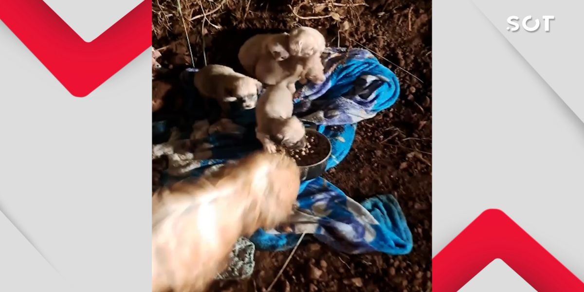 Cadela e cinco filhotes são abandonados no frio em estrada rural de Cascavel