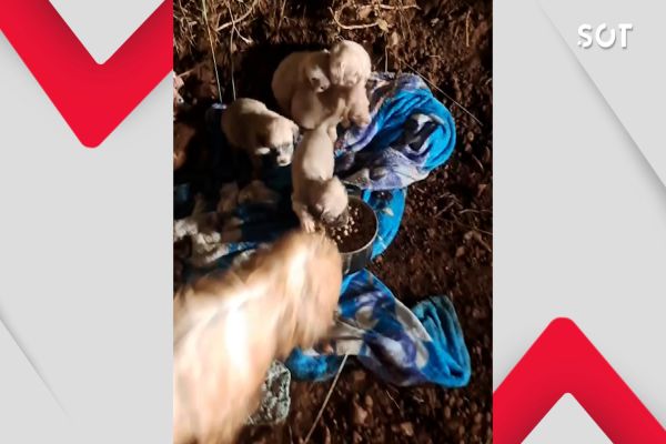 Imagem referente a notícia: Cadela e cinco filhotes são abandonados no frio em estrada rural de Cascavel