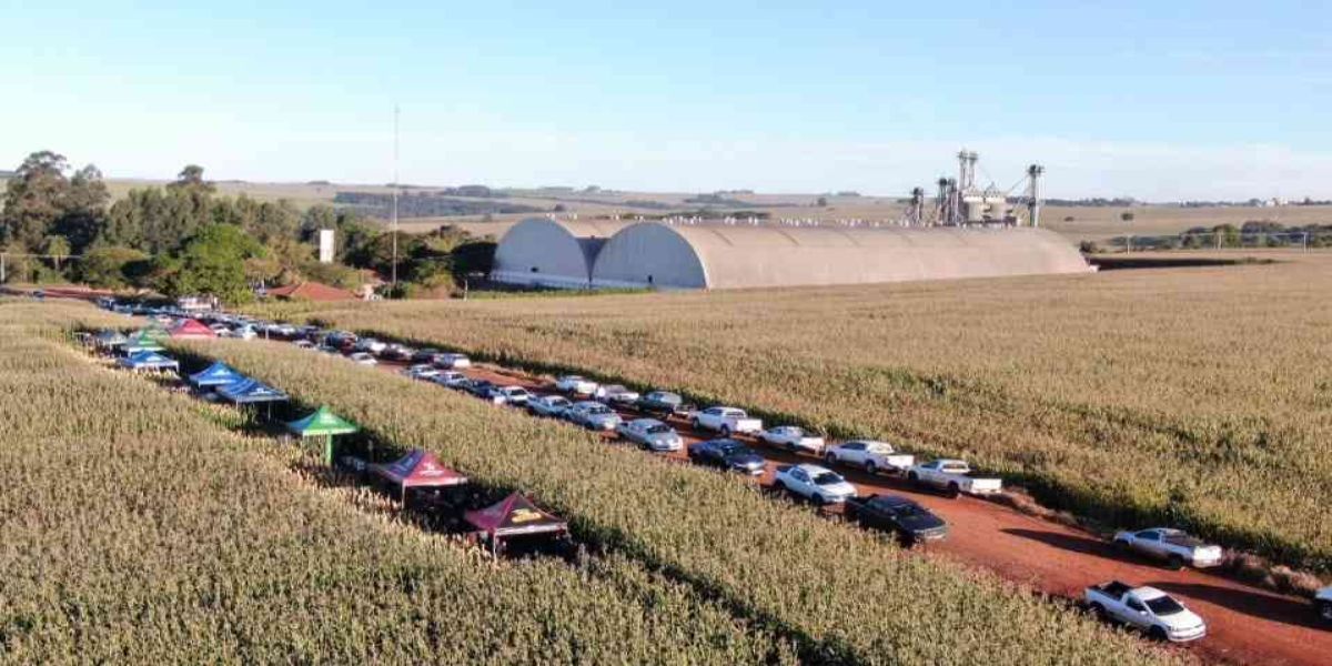 Coopavel promove Dia de Campo Milho Safrinha em Corbélia e reúne 120 participantes