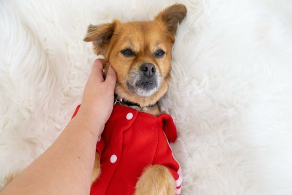 Imagem referente a notícia: Queda de temperatura exige atenção redobrada à saúde dos pets