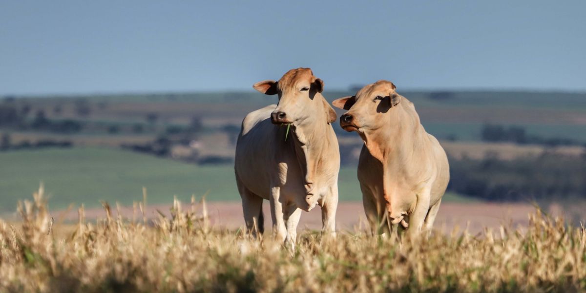 Adapar orienta produtores sobre transporte de animais após País ganhar certificação internacional...