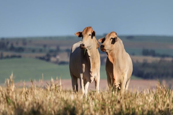 Adapar orienta produtores sobre transporte de animais após País ganhar certificação internacional...