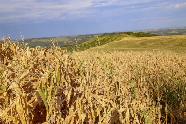 Imagem referente a notícia: Seca moderada avançou em maio no Oeste e Noroeste do Paraná, aponta monitor