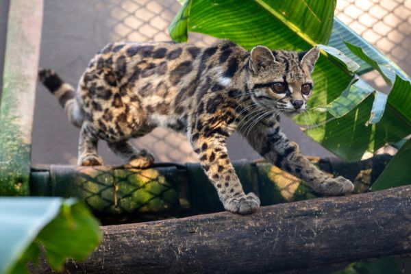 Filhote de gato-maracajá e harpias recebem microchip no Refúgio Biológico da Itaipu