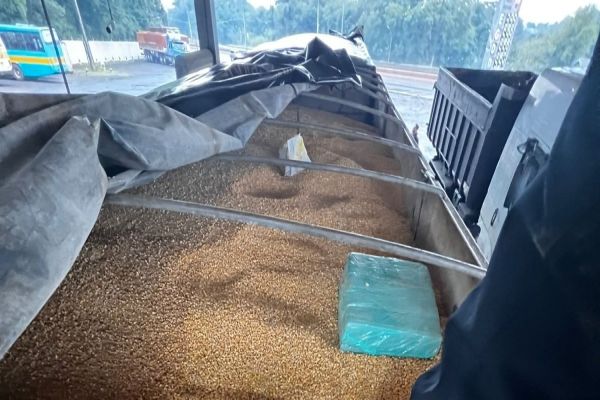 Imagem referente a notícia: PRF encontra 17,2 toneladas de maconha escondidas em carga de milho na BR-163