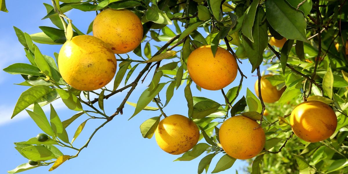 Hortigranjeiros do Paraná estão com preços mais acessíveis ao consumidor no começo de 2026