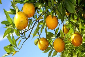 Imagem referente a notícia: Hortigranjeiros do Paraná estão com preços mais acessíveis ao consumidor no começo de 2026