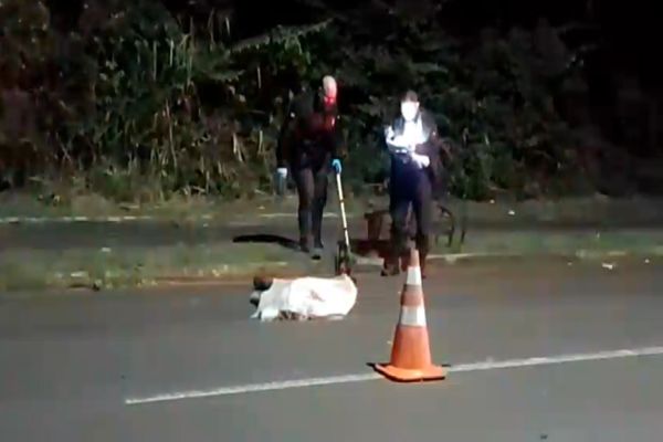 Imagem referente a notícia: Tragédia em Foz: Catador morre atropelado e motorista foge sem prestar socorro