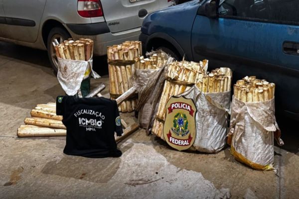 Imagem referente a notícia: Crime ambiental no Parque Nacional do Iguaçu termina com prisão e apreensão de 251 palmitos