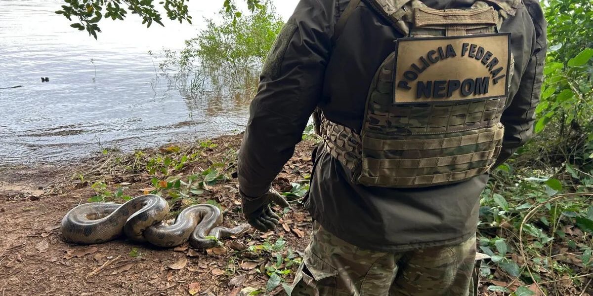 Sucuri de 3,7 metros é resgatada pela PF em área urbana no oeste do Paraná