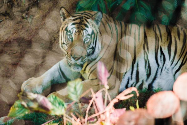Zoológico de Cascavel amplia atendimentos e abrirá os portões todos os dias nas férias escolares