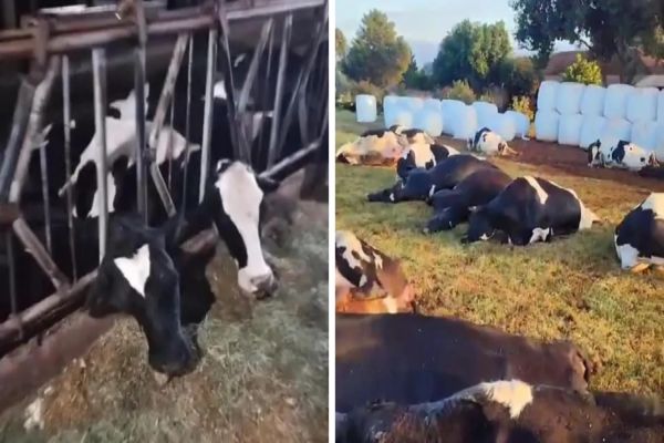 Descarga elétrica mata 32 vacas leiteiras no oeste do Paraná