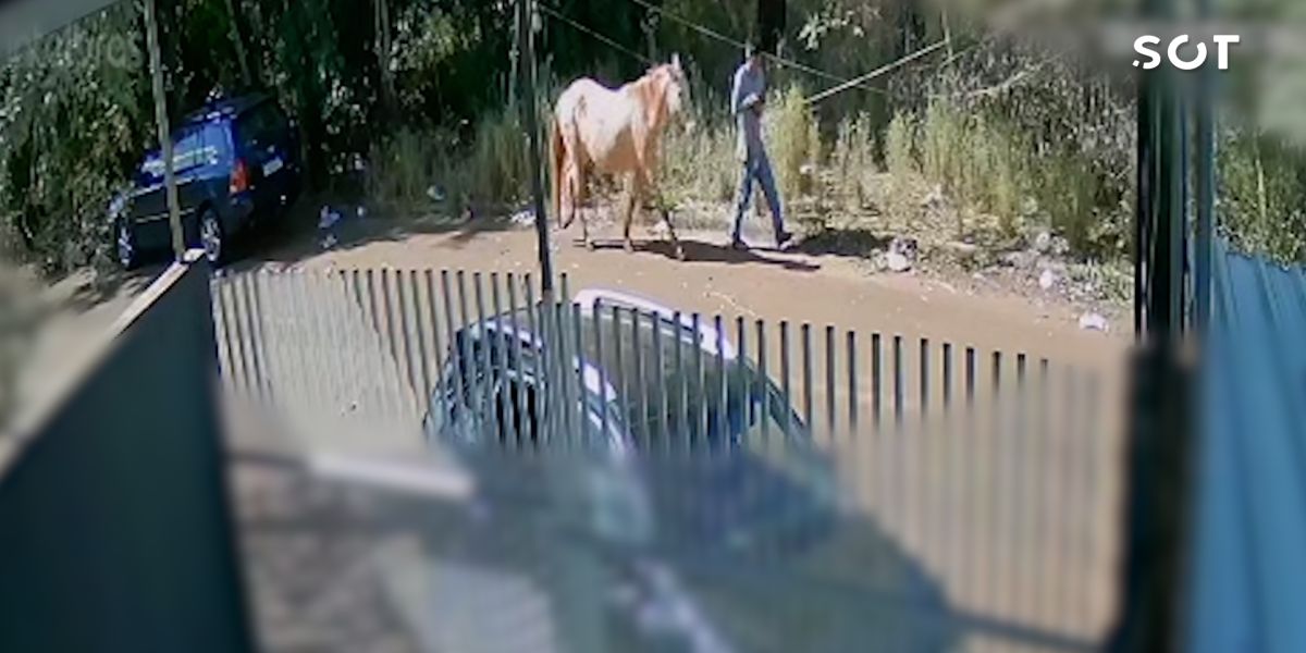 Égua é furtada de chácara no Bairro Florais do Paraná e polícia investiga o caso
