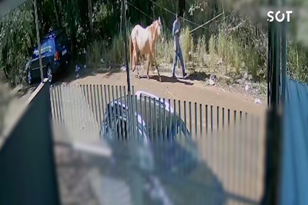 Imagem referente a notícia: Égua é furtada de chácara no Bairro Florais do Paraná e polícia investiga o caso