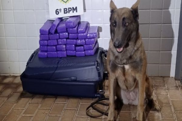 Imagem referente a notícia: Adolescente é apreendido com 30 tabletes de maconha em ônibus abordado pelo Choque