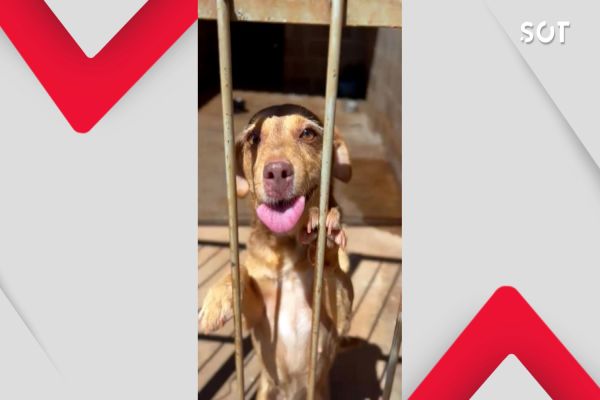 Corbélia aprova lei histórica de proteção animal com multas e punições severas