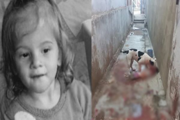 Imagem referente a notícia: TRAGÉDIA: Pit-bull avança e mata criança de apenas 2 anos na frente da família em Hortolândia