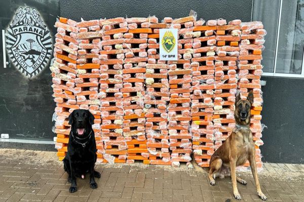 Imagem referente a notícia: Faro apurado: canis da PMPR causam prejuízo de R$ 900 milhões ao crime desde 2023