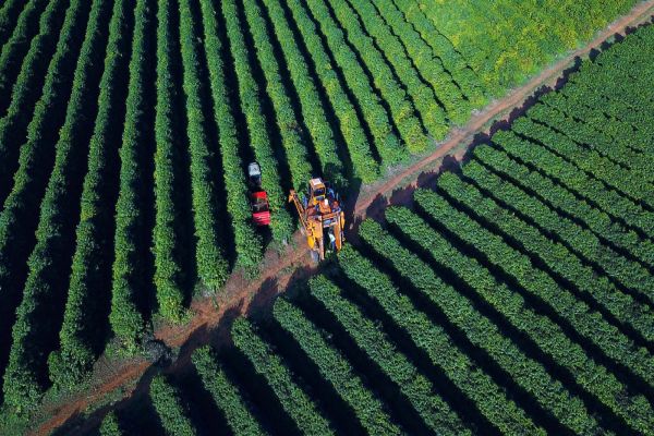 Imagem referente a notícia: Boletim Agropecuário analisa estágio da safra do café e variação dos preços