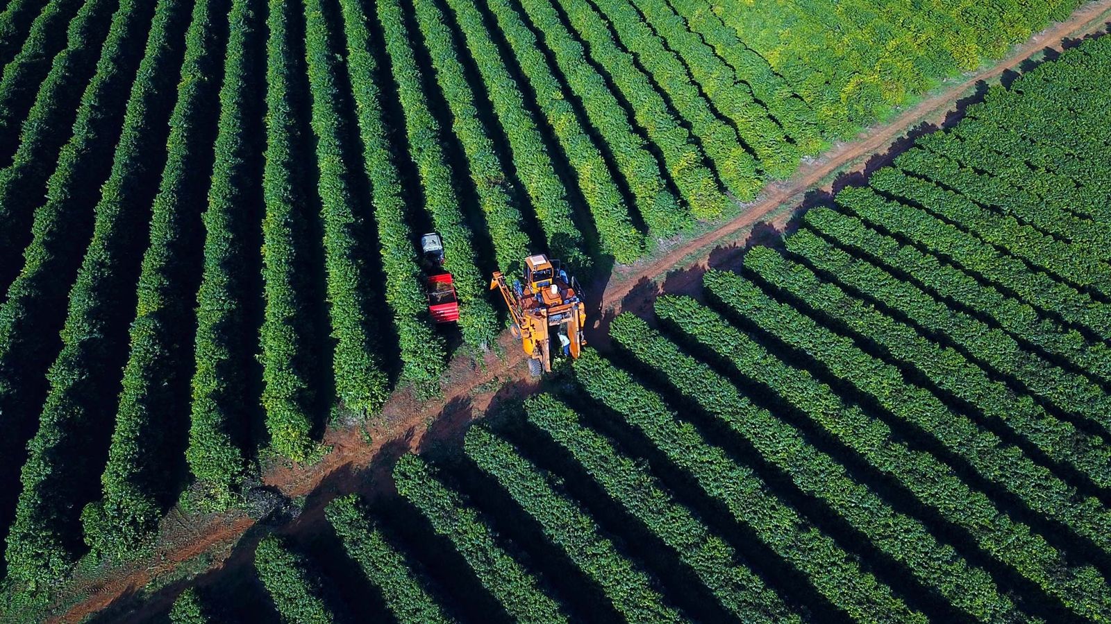 Boletim Agropecuário analisa estágio da safra do café e variação dos preços