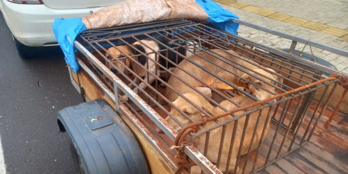 Cães são resgatados de gaiola em carretinha coberta por lona no centro de Toledo