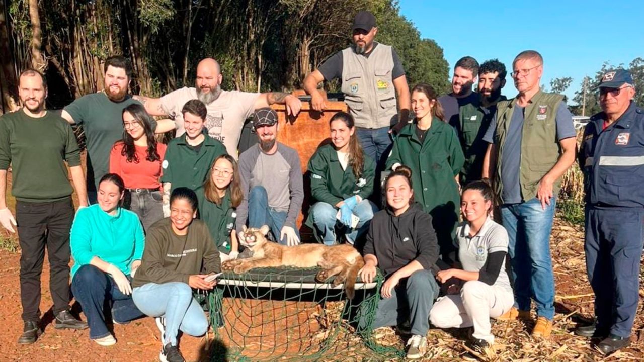 Zoológico de Cascavel atua no resgate de onça-parda ferida em Formosa do Oeste