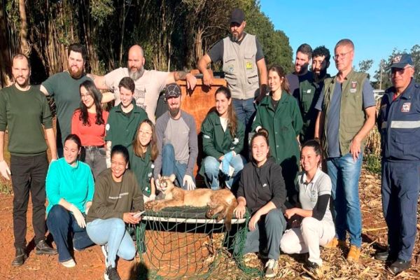 Zoológico de Cascavel atua no resgate de onça-parda ferida em Formosa do Oeste
